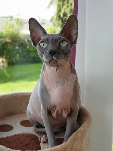 laurieresphynxloof87